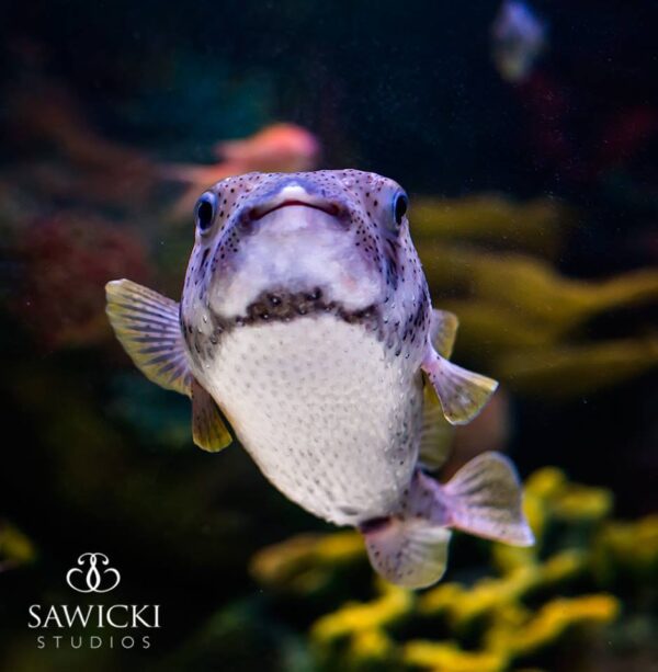 VIA Aquarium Rotterdam, NY Family Entertainment (6) Capital Reviews